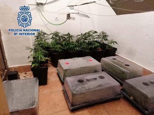 Cuatro detenidos cuanto intentaban deshacerse de material para cultivar marihuana