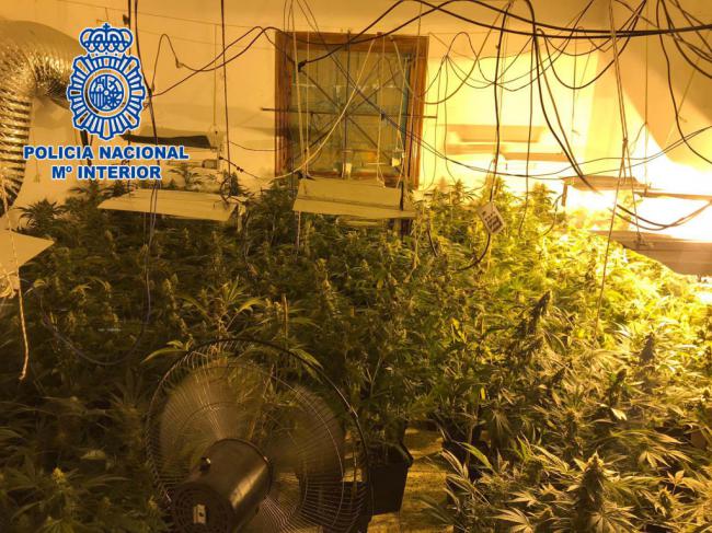 Una pareja con 40 detenciones es arrestada al estar al frente de un cortijo convertido en plantación de marihuana