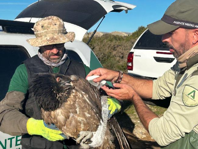 Agentes de Medio Ambiente recuperan un quebrantahuesos en Punta Entinas-Sabinar