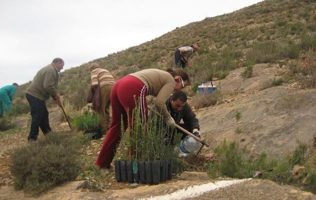 El Ayuntamiento de Berja organiza una reforestación ciudadana el 17 de noviembre