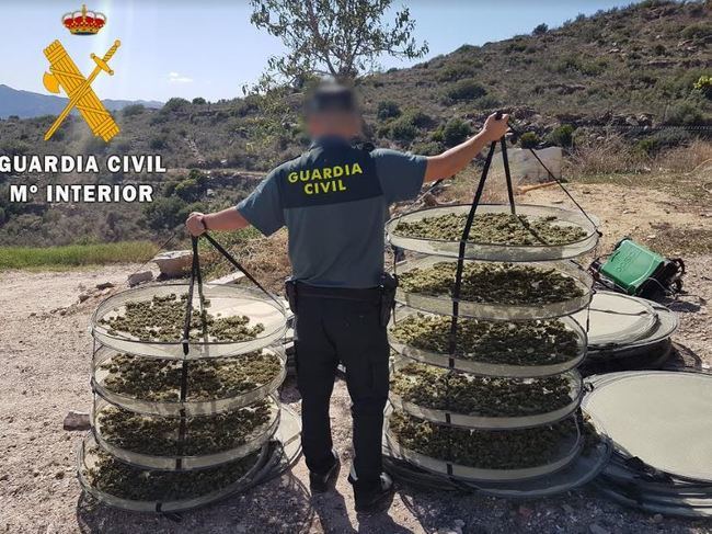 Descubren en Bédar una plantación de marihuana de una hectárea