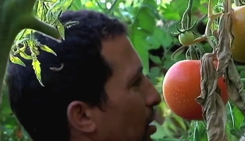 La UAL investiga cómo lograr tomates más gruesos