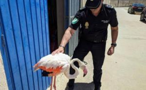 Aparecen aves desorientadas tras la desecación de las Salinas de Cabo de Gata