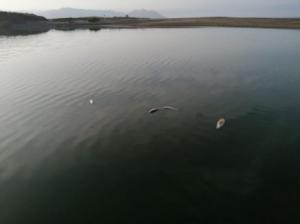 Aparecen peces muertos en El Charco de Cabo de Gata un año más