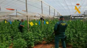 Localizadas 4000 plantas de marihuana en cuatro invernaderos de El Ejido