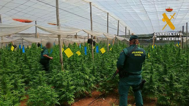 Localizadas 4000 plantas de marihuana en cuatro invernaderos de El Ejido