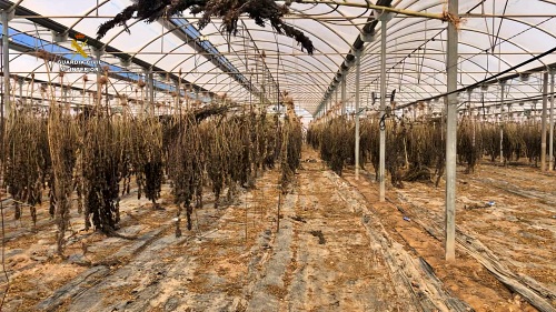 6000 plantas de cannabis y 220 kgs de cogollos en un invernadero de Níjar