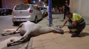 Rescatan a una yegua abandonada y desnutrida en Almería